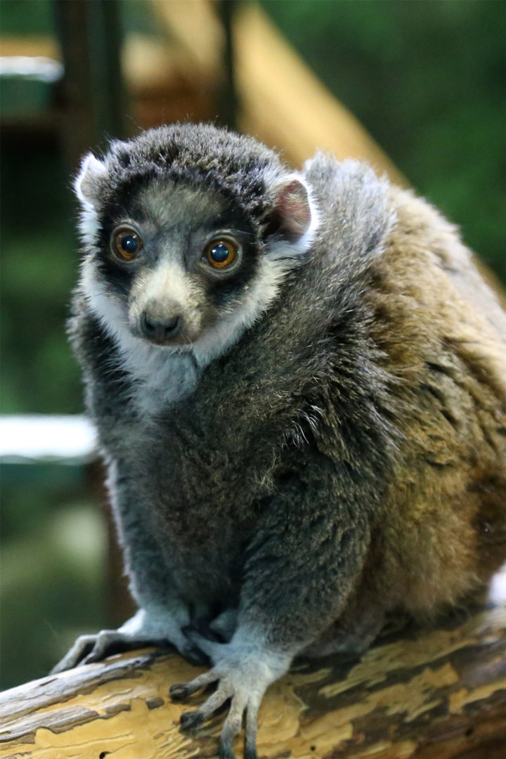 Mongoose Lemur (Eulemur mongoz)