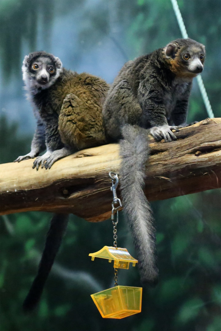 Mongoose Lemur (Eulemur mongoz)