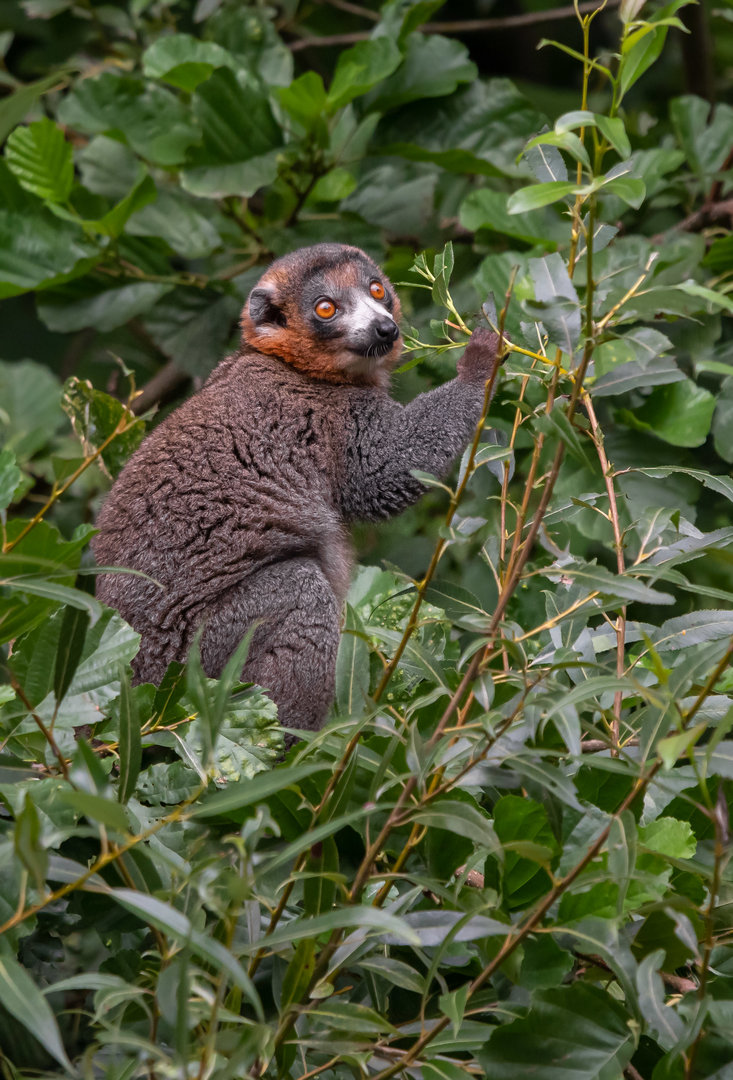 Mongoose lemur (Eulemur mongoz)