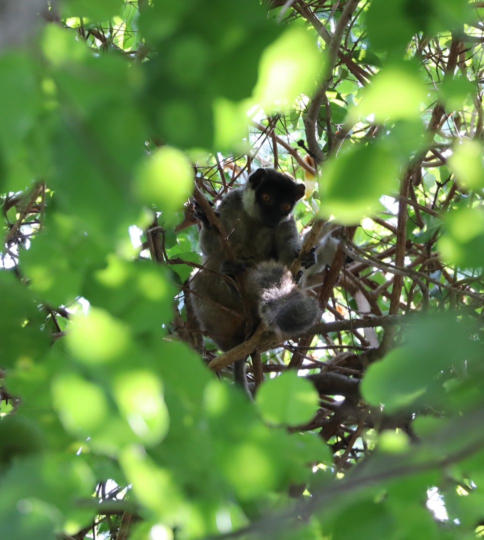 mongoose lemur (Eulemur mongoz)