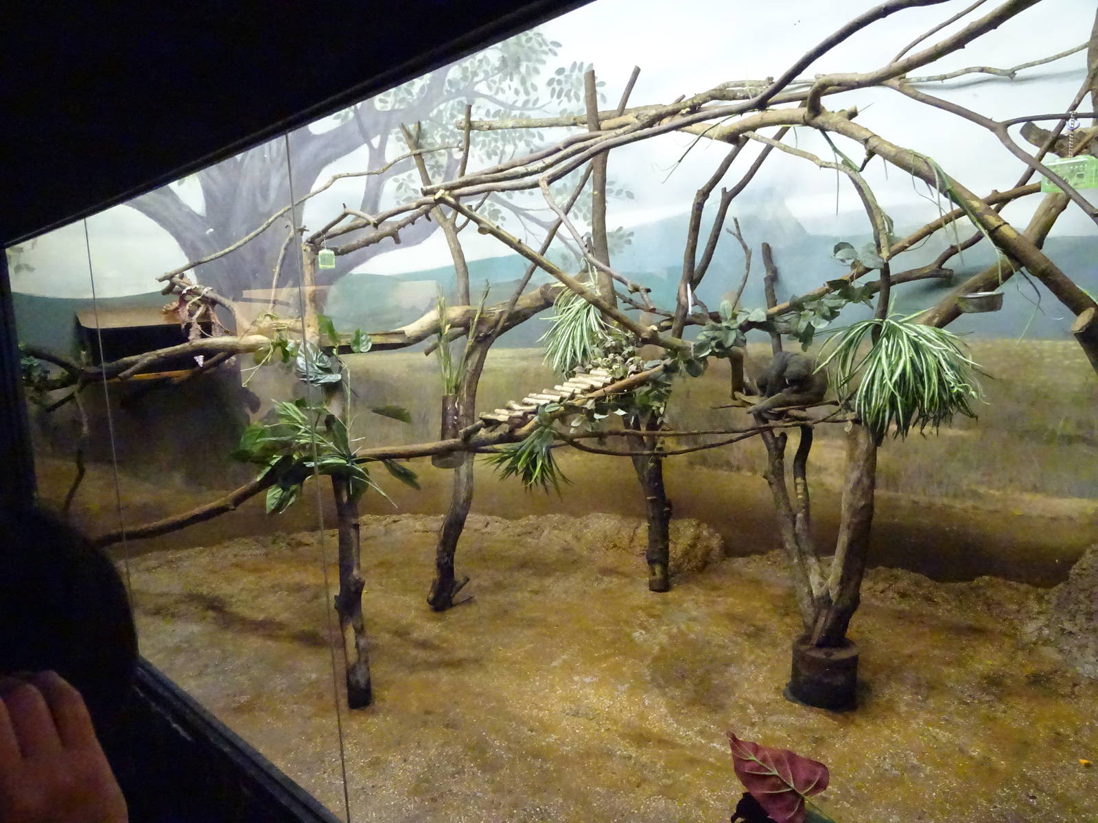 Mongoose Lemur Exhibit at Busch Gardens Tampa