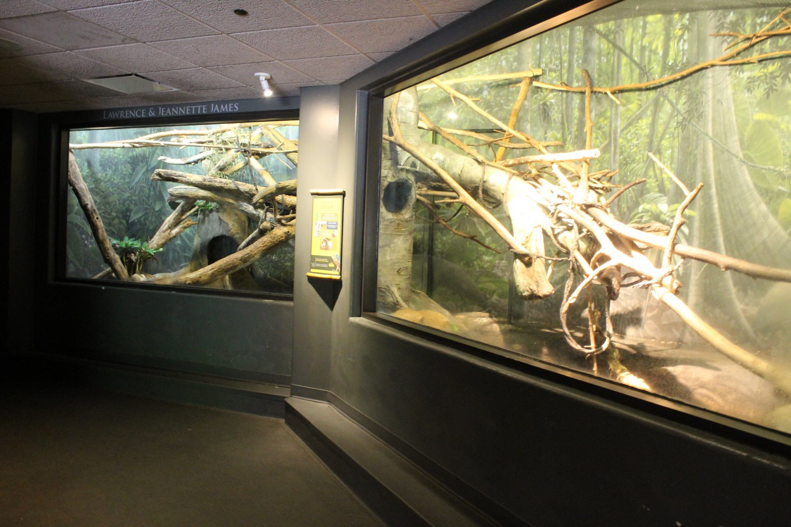 Mongoose Lemur Exhibit - Expedition Madagasca