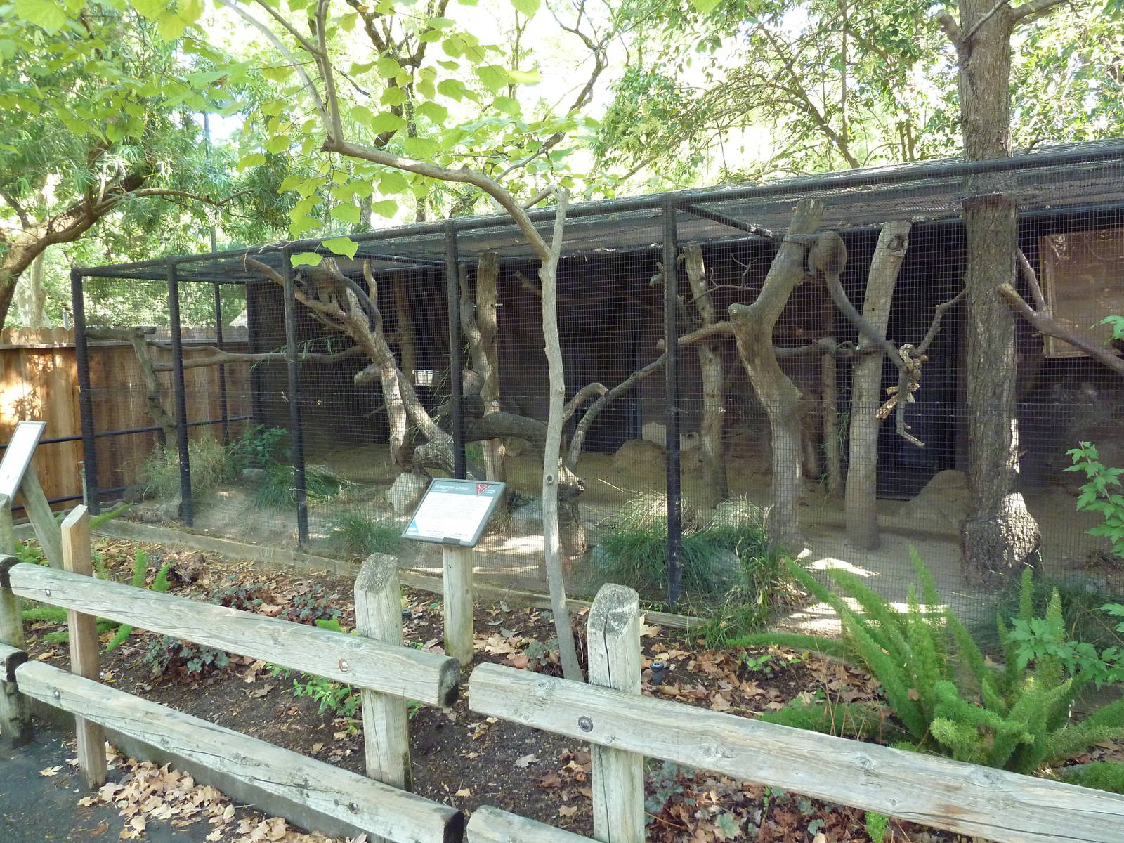Mongoose Lemur Exhibit