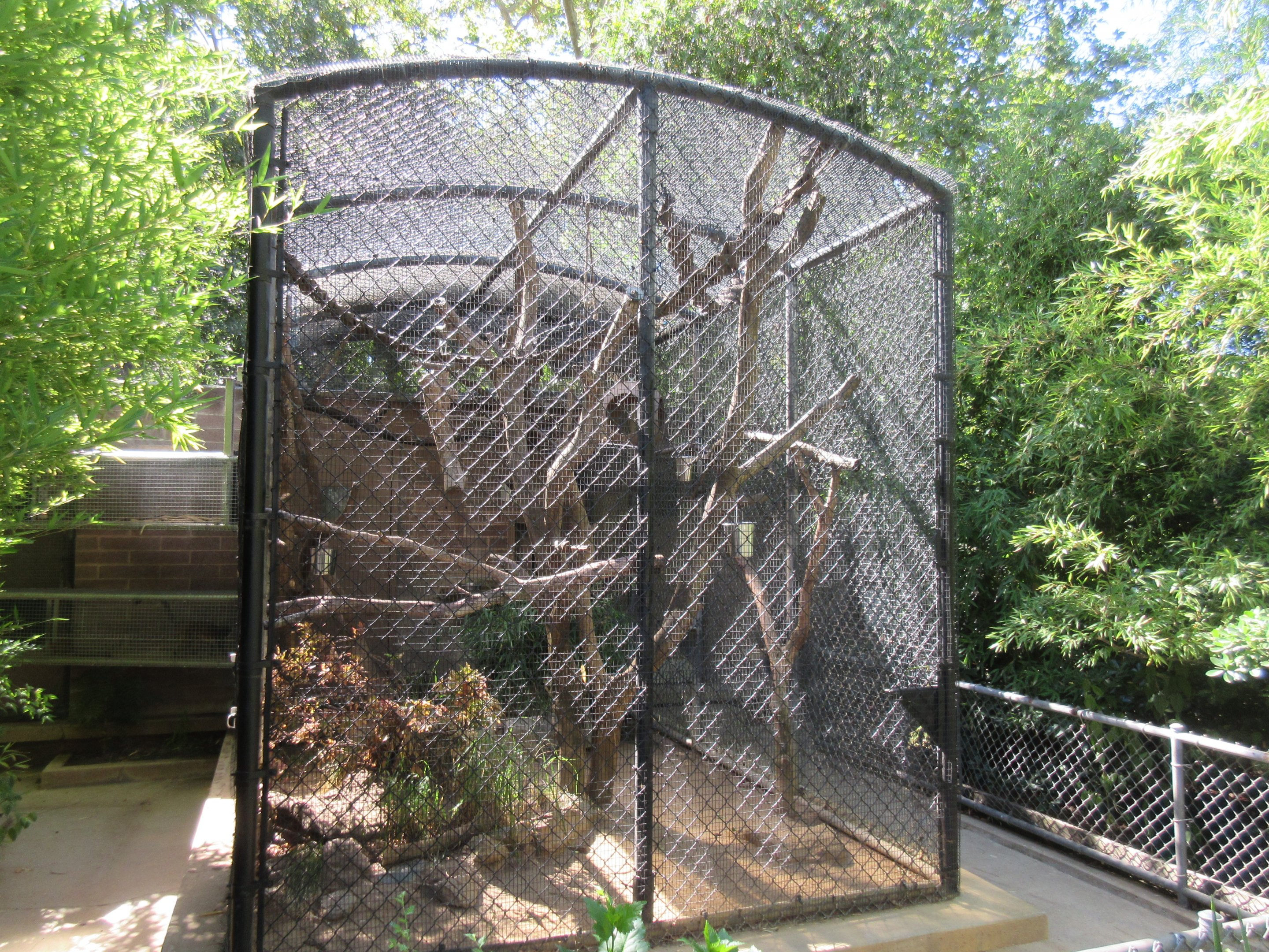 Mongoose Lemur Exhibit