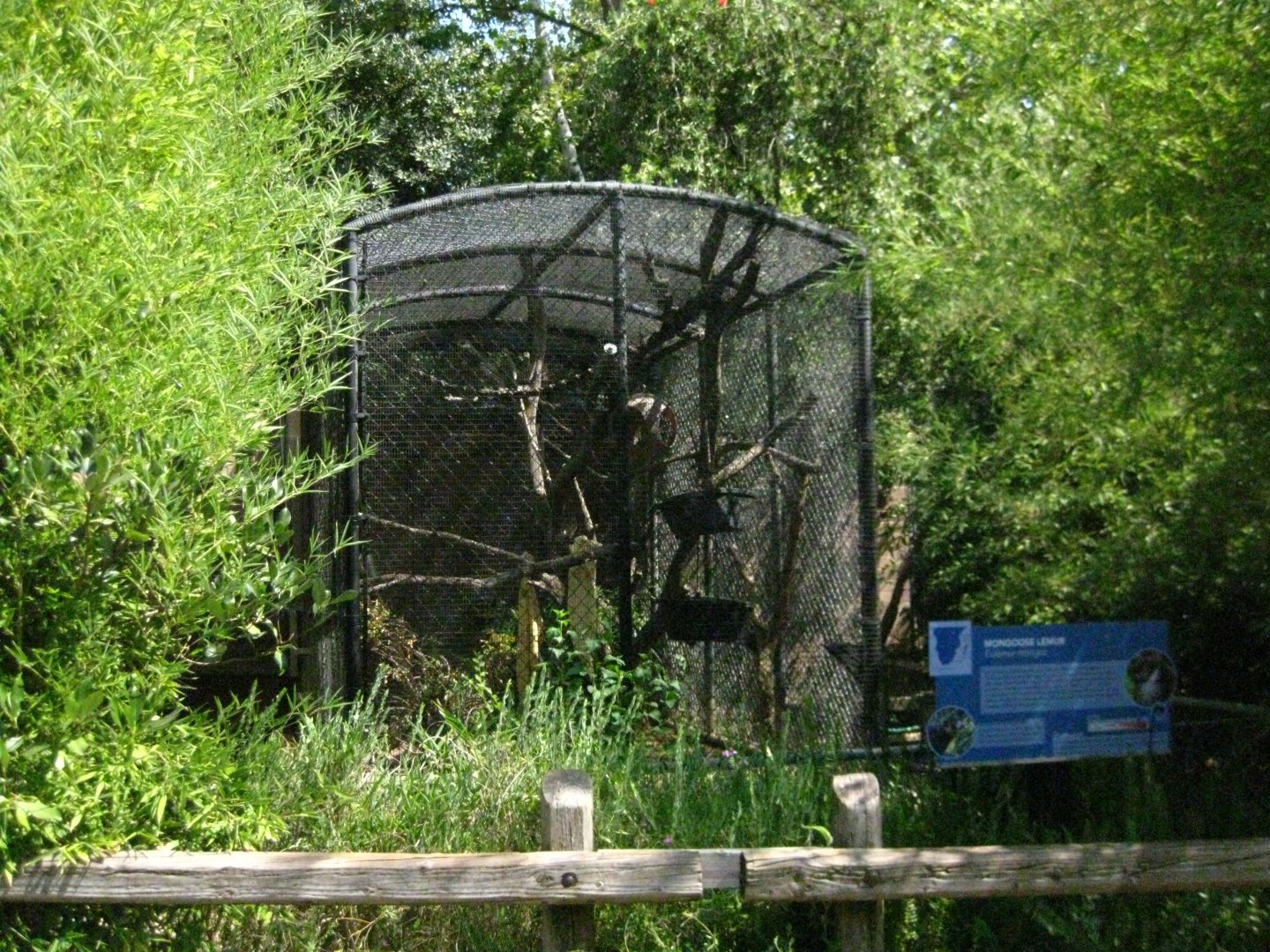 Mongoose Lemur Exhibit