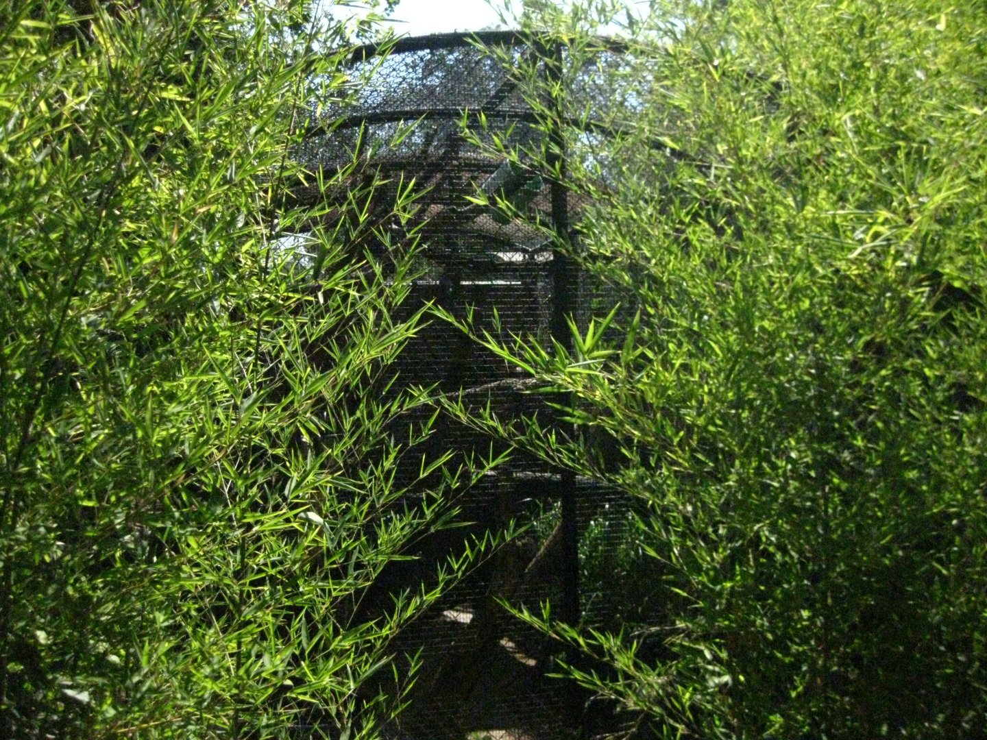 Mongoose Lemur Exhibit