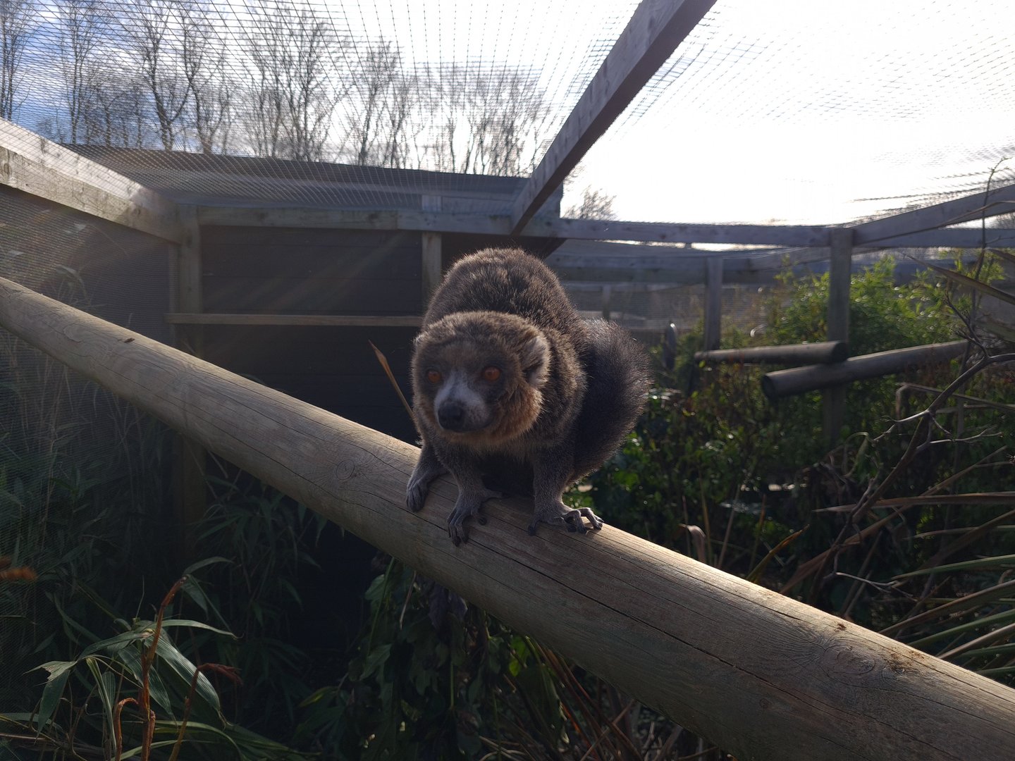 Mongoose Lemur Exhibit