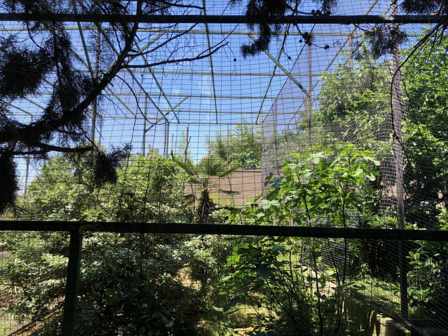 Mongoose lemur exhibit
