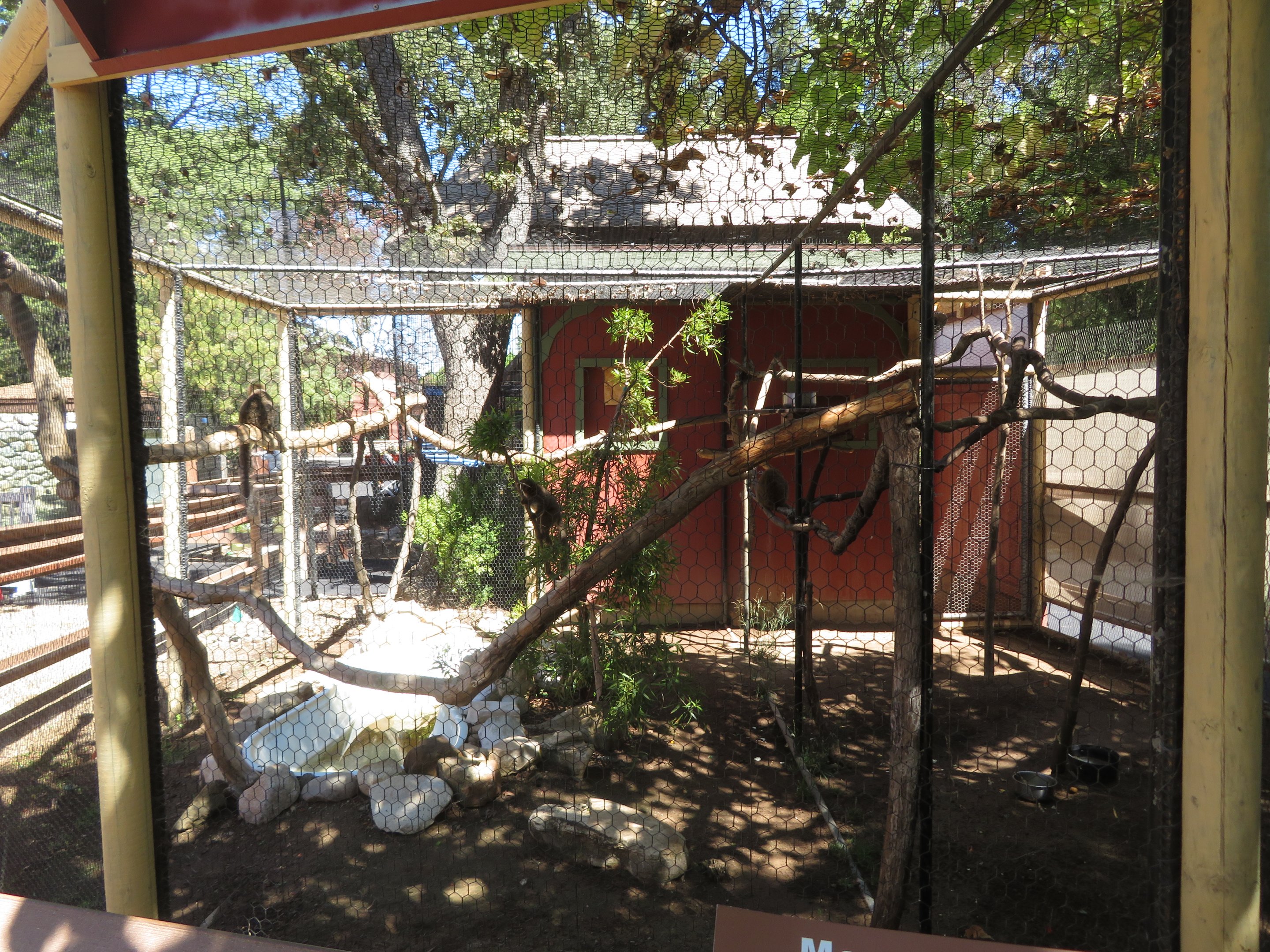 Mongoose Lemur Exhibit