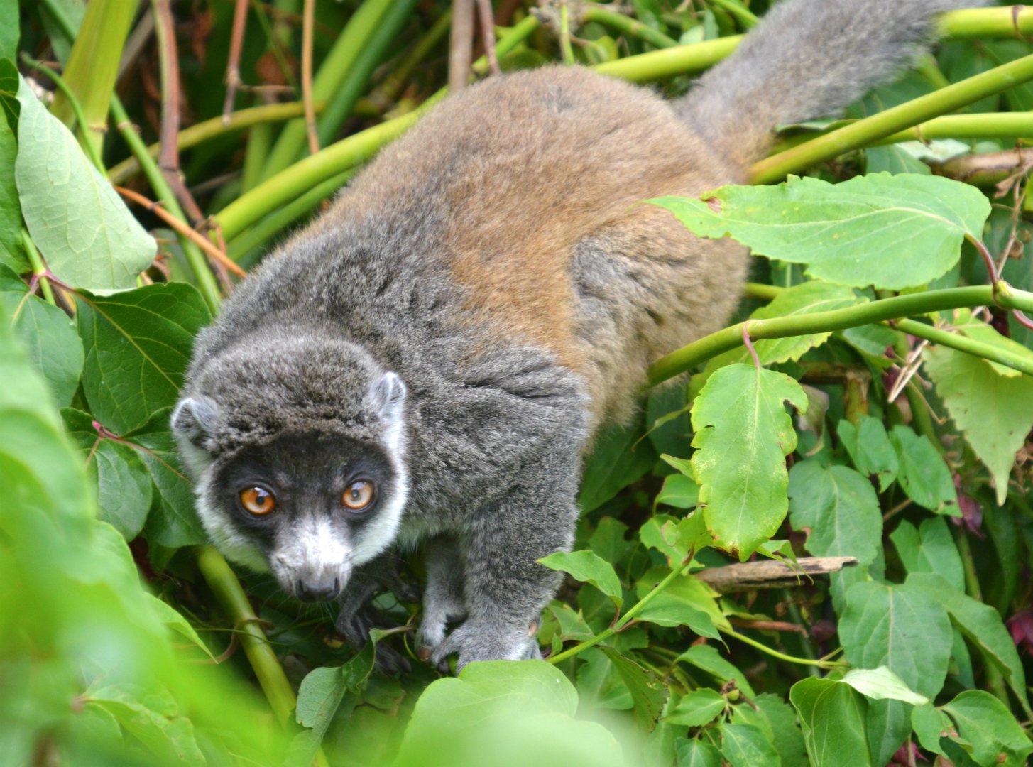 Mongoose Lemur female