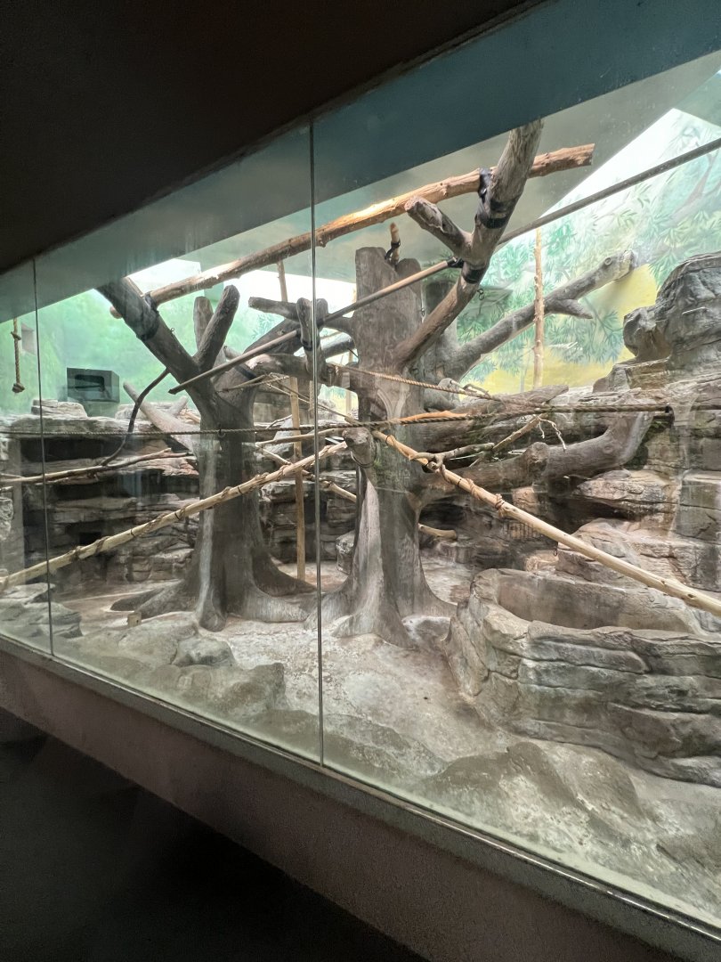 Mongoose Lemur Indoor Exhibit