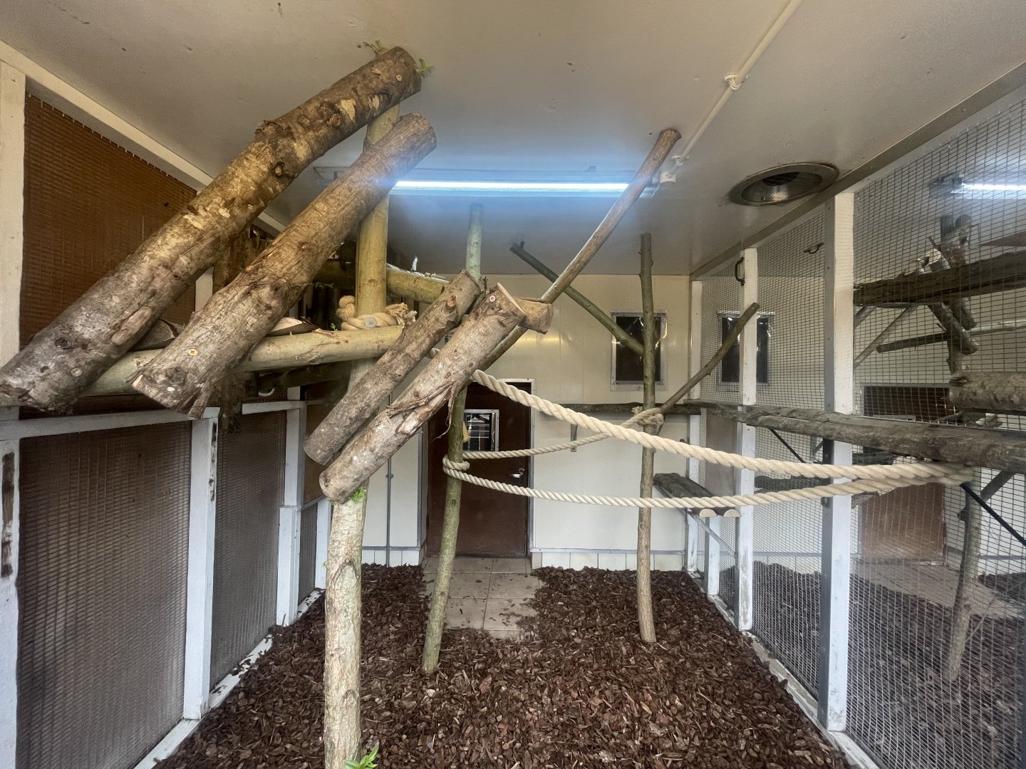 Mongoose Lemur Indoor Exhibit