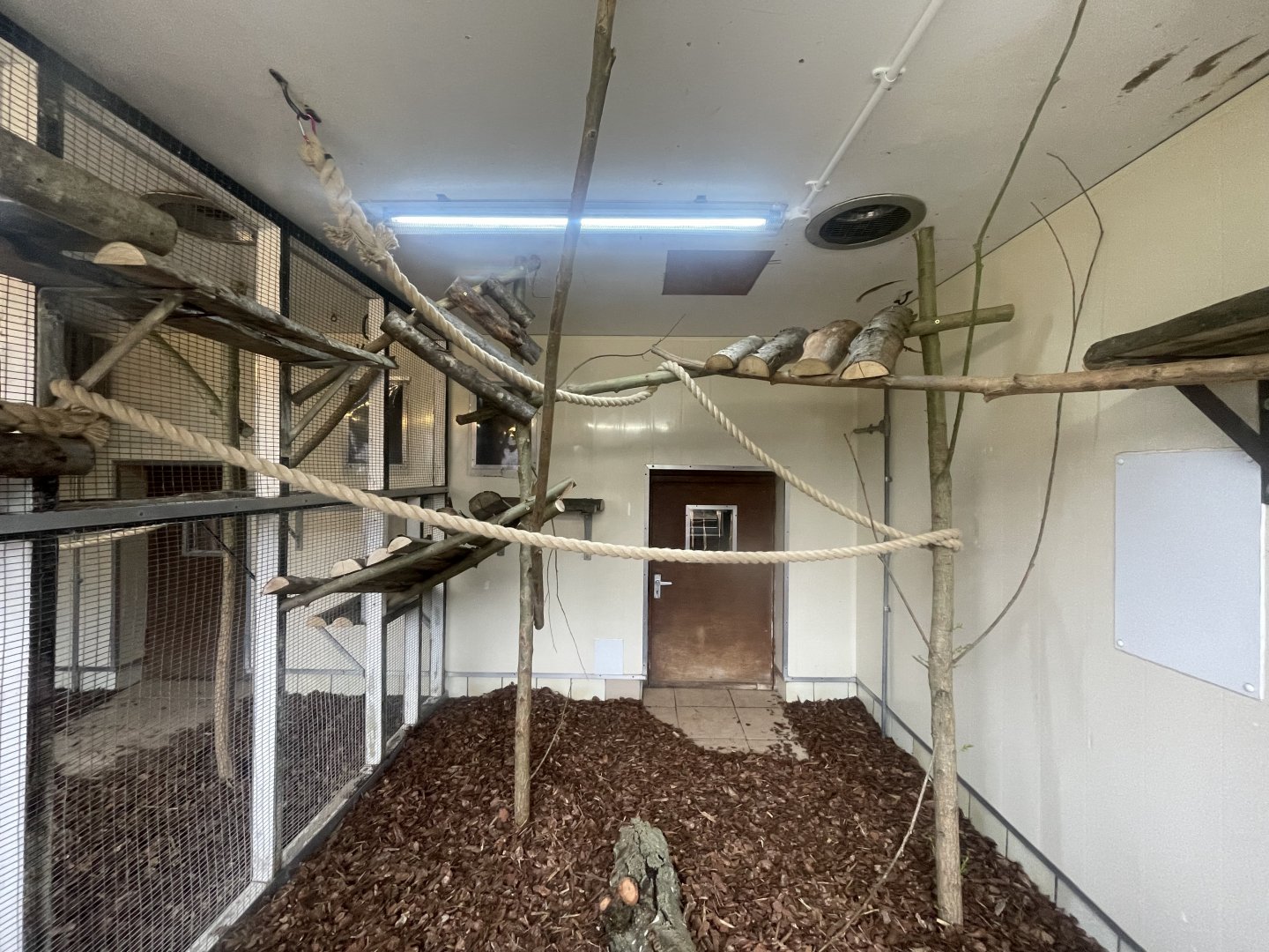 Mongoose Lemur Indoor Exhibit