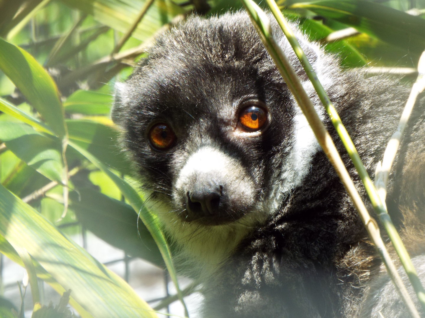 Mongoose lemur, Linton Zoo