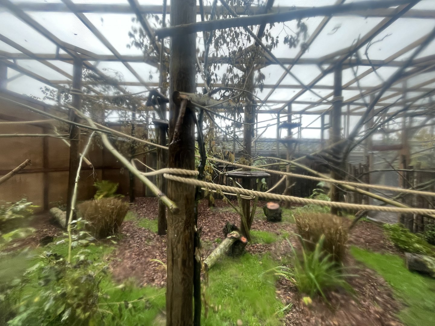 Mongoose Lemur Outdoor Enclosure