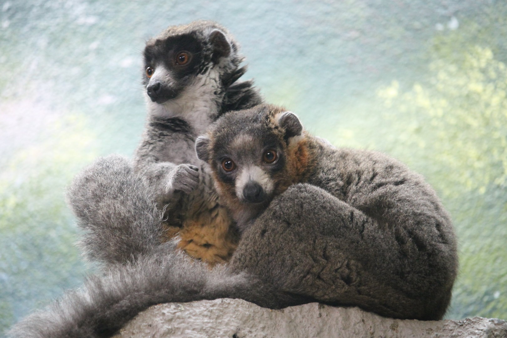 Mongoose lemur pair