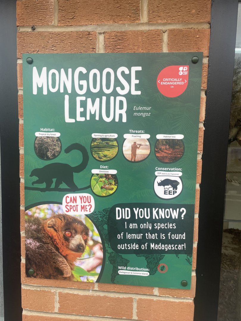 Mongoose Lemur Signage