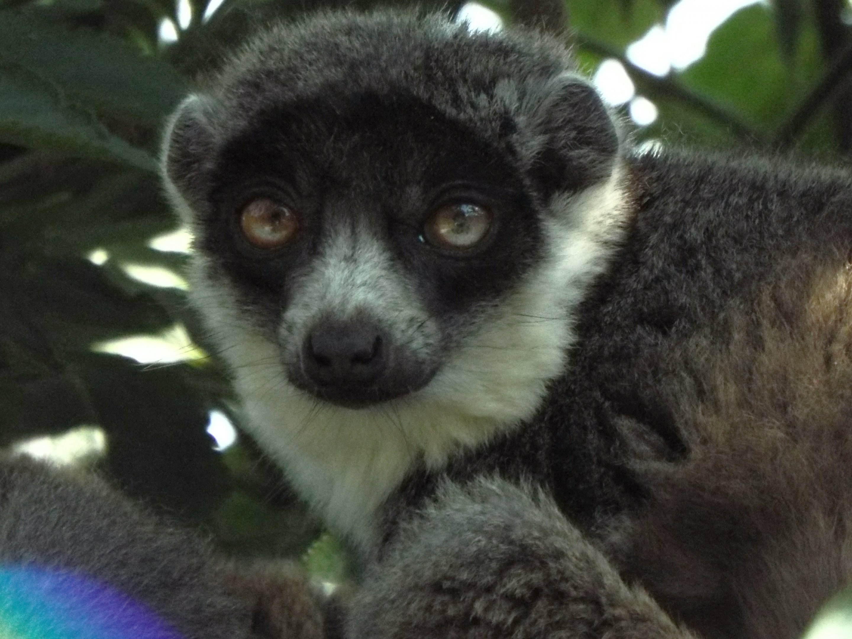 Mongoose lemur Wild Place Project