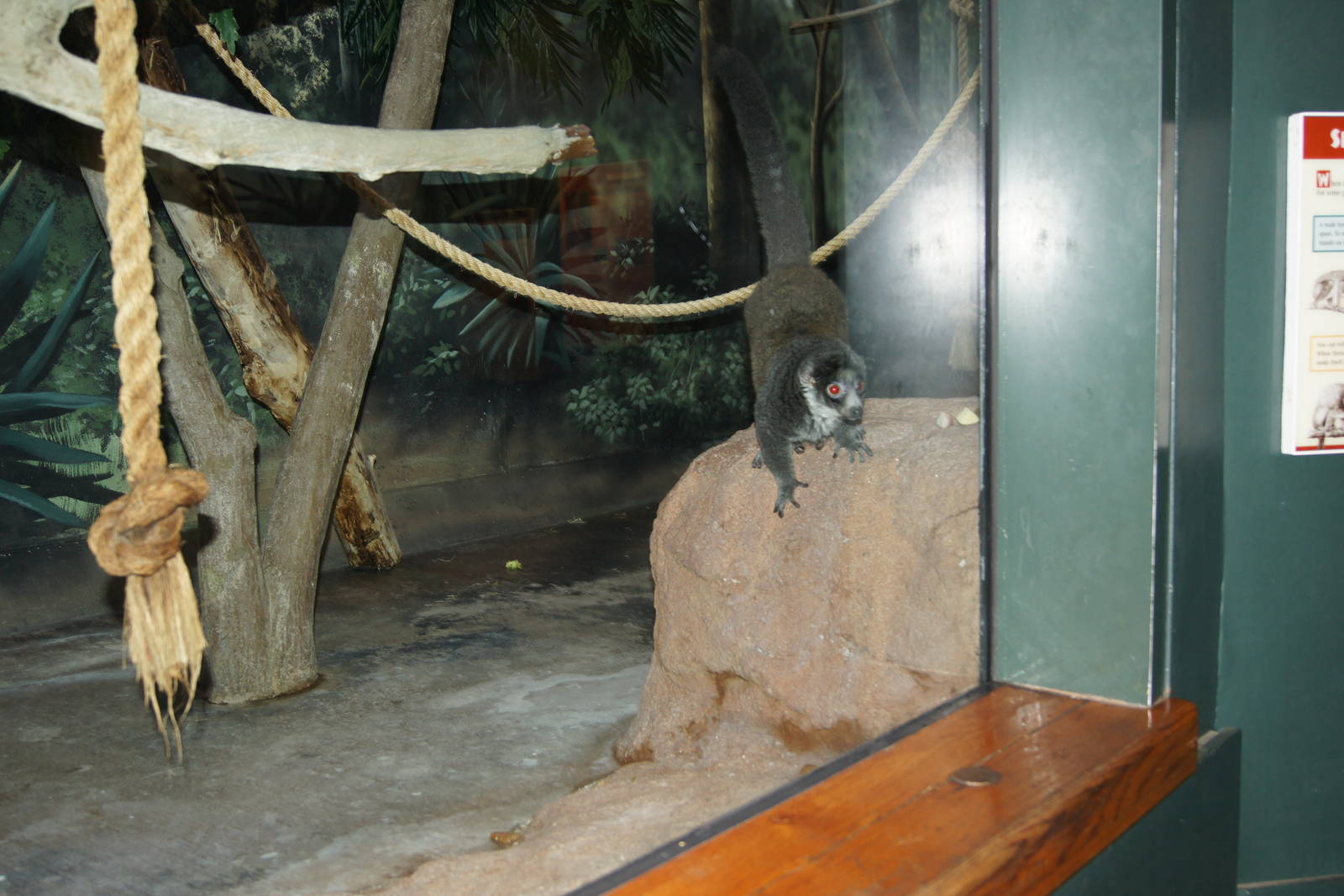 Mongoose Lemur