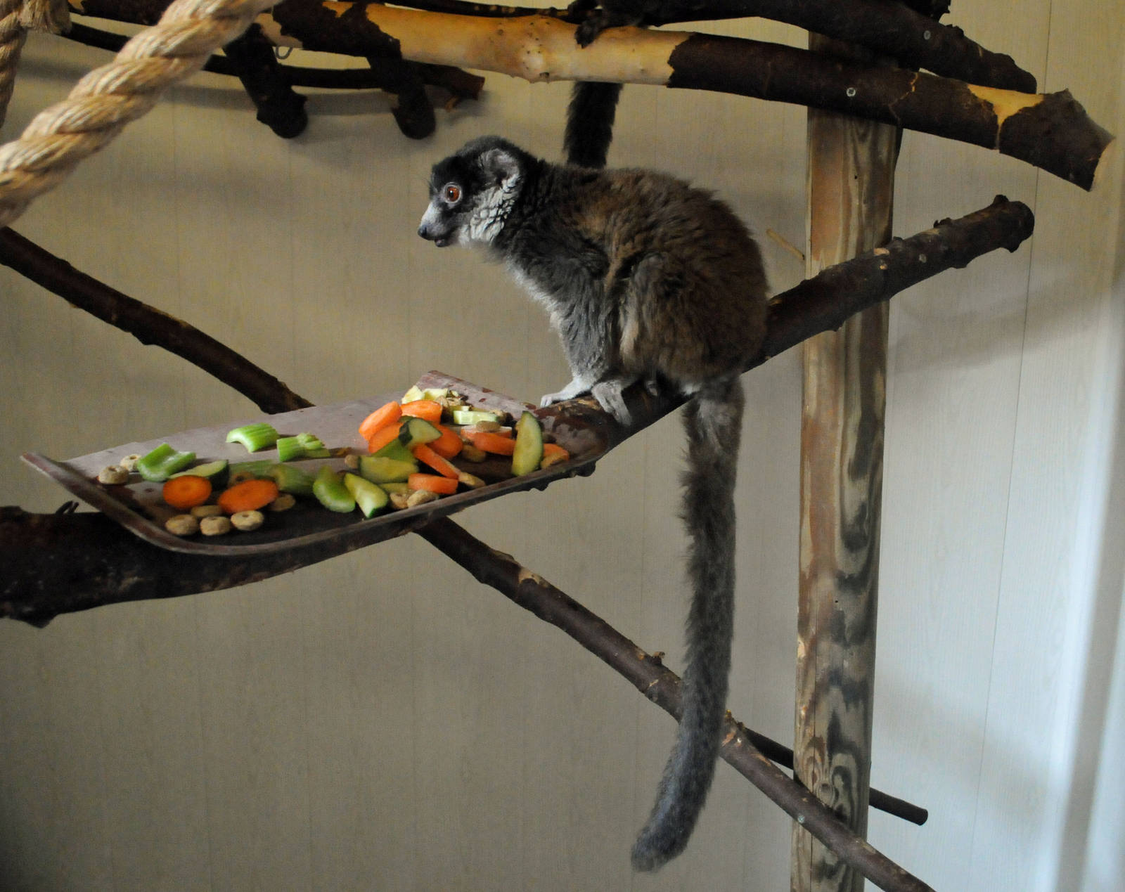 MONGOOSE LEMUR