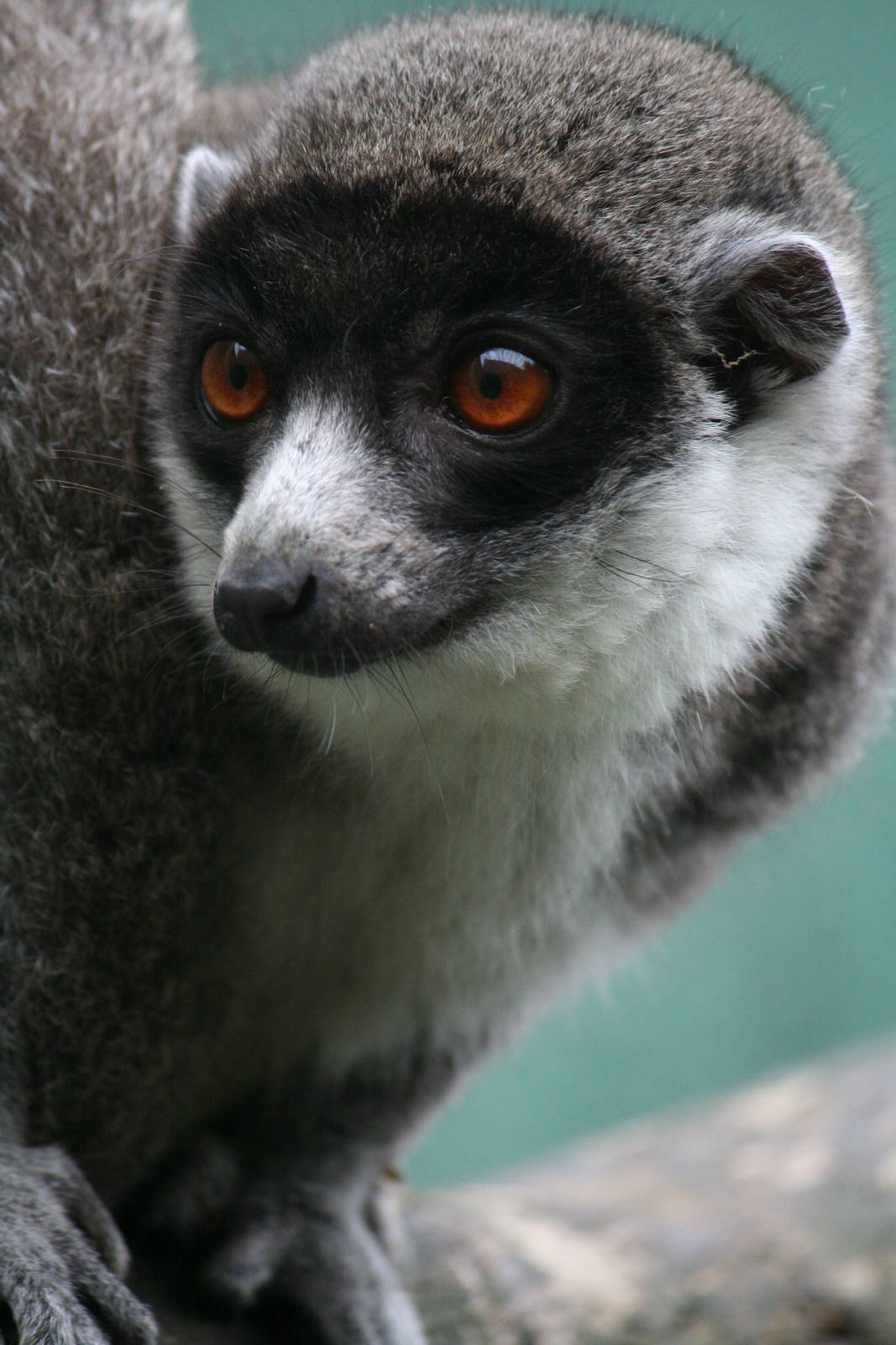 Mongoose lemur