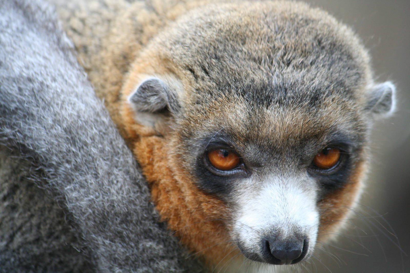 Mongoose lemur
