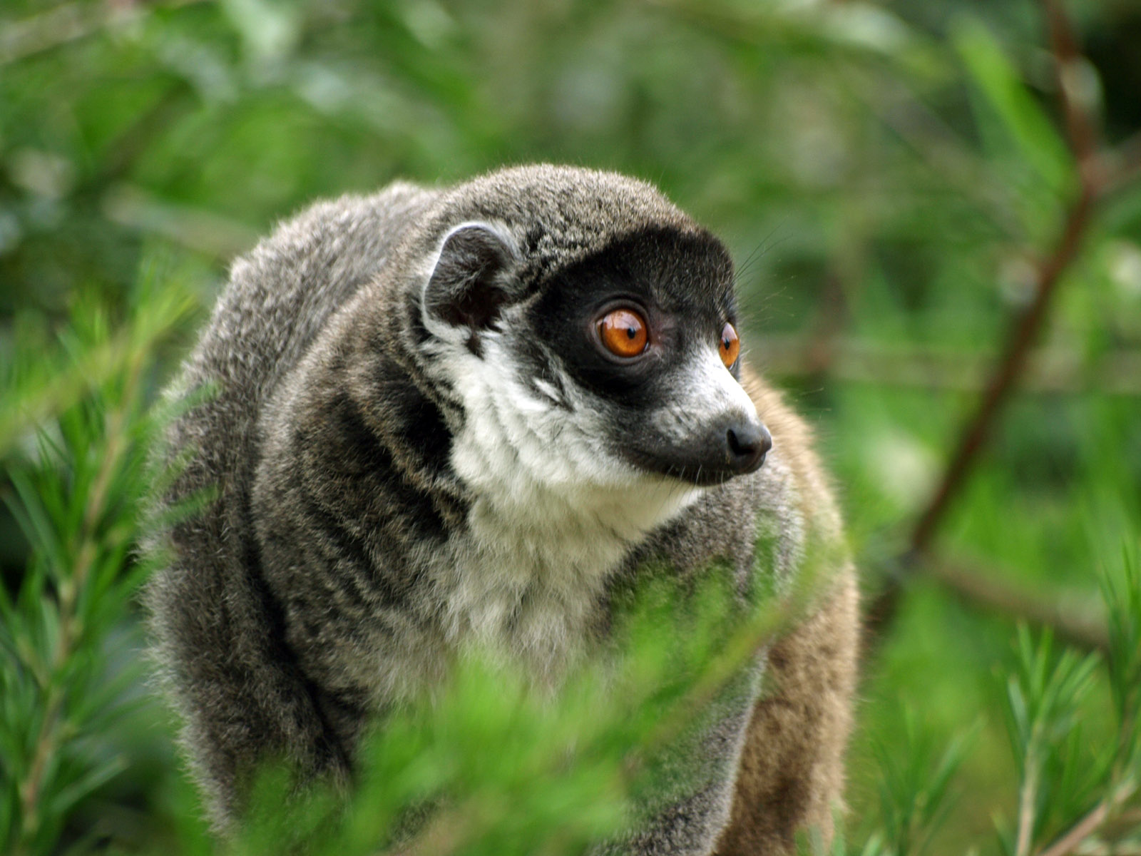 Mongoose lemur