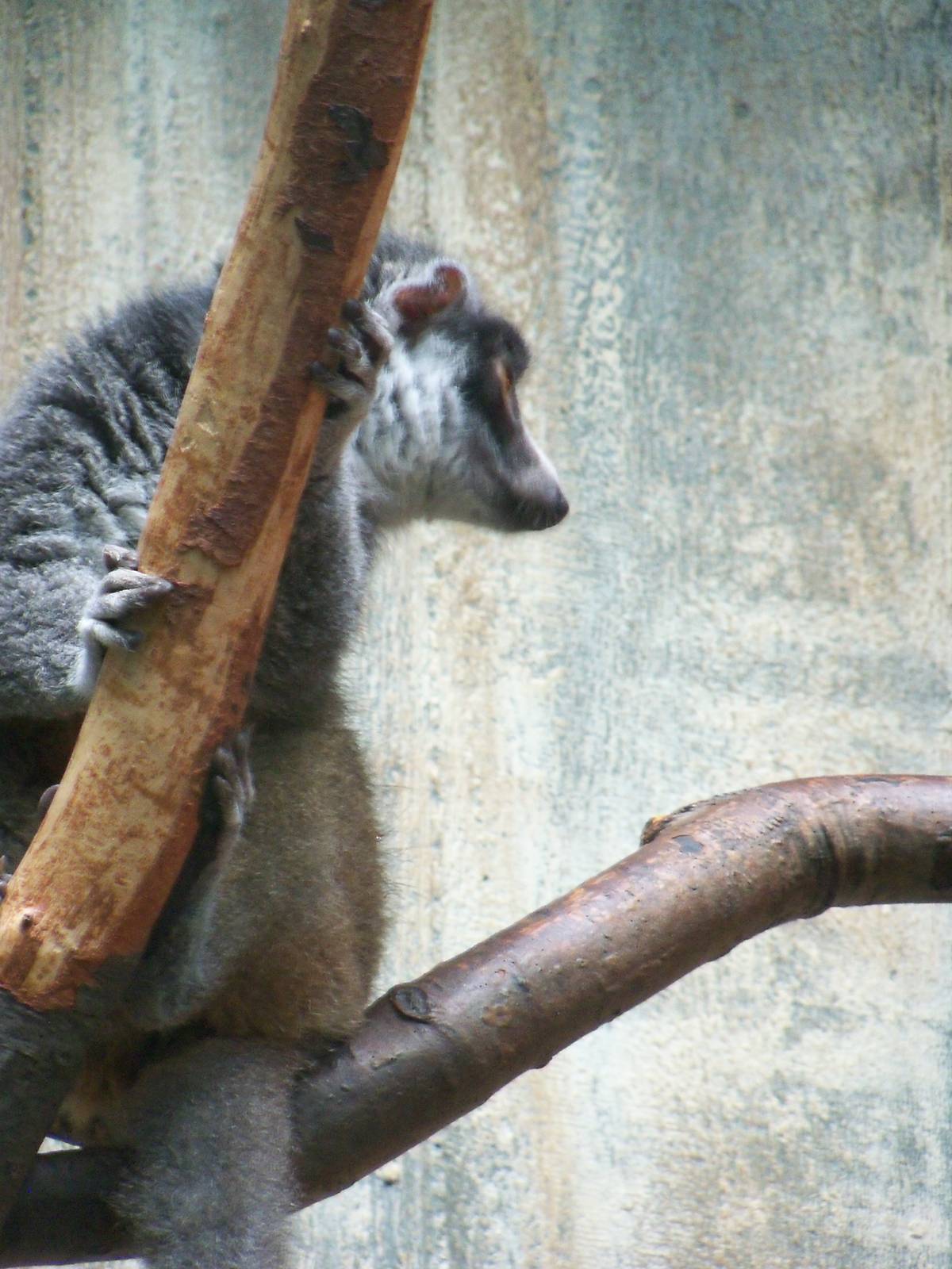 Mongoose Lemur