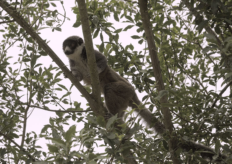 Mongoose lemur