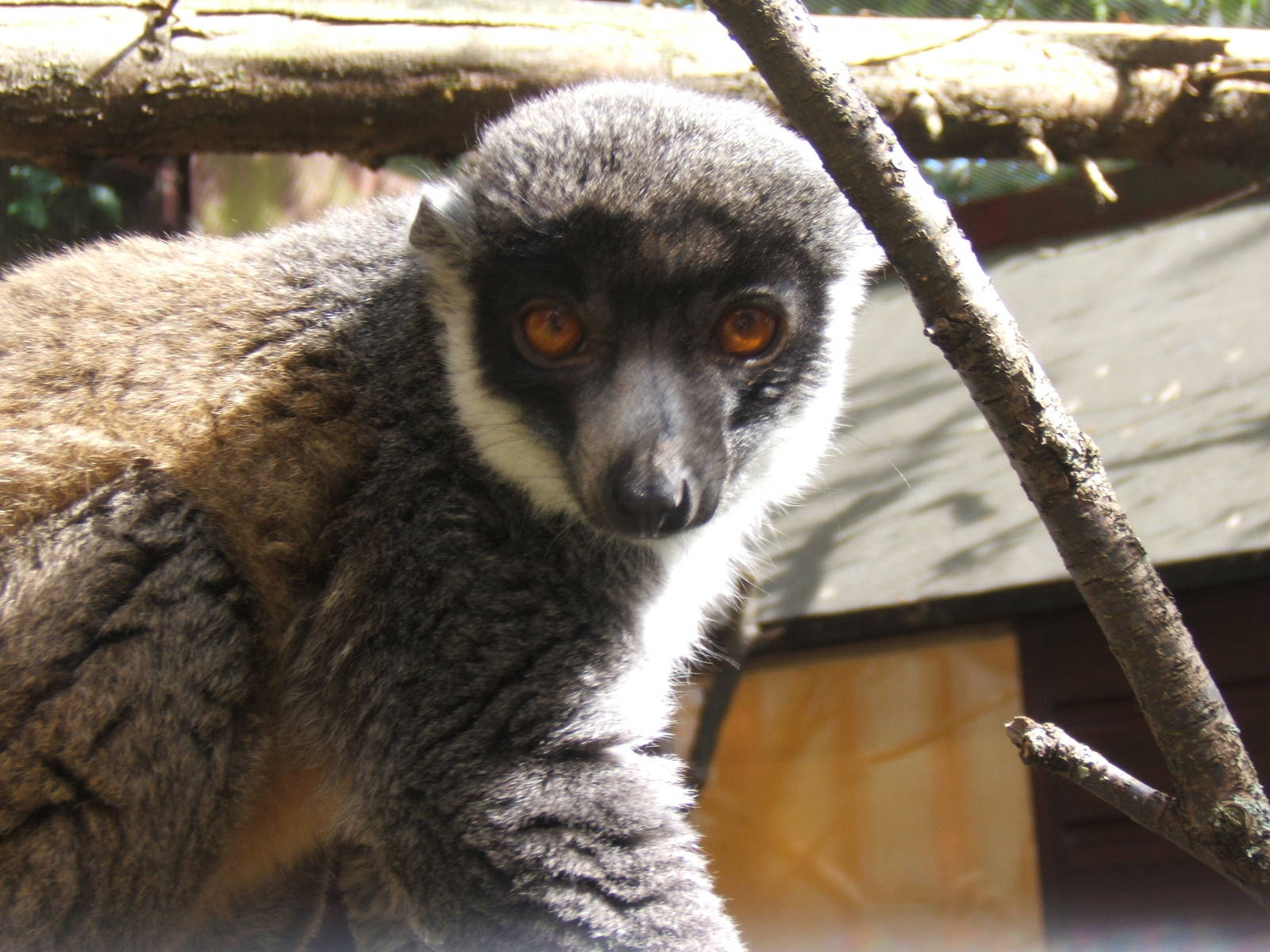 Mongoose Lemur
