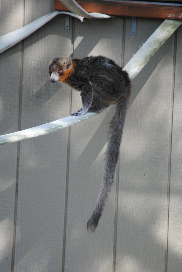 Mongoose Lemur