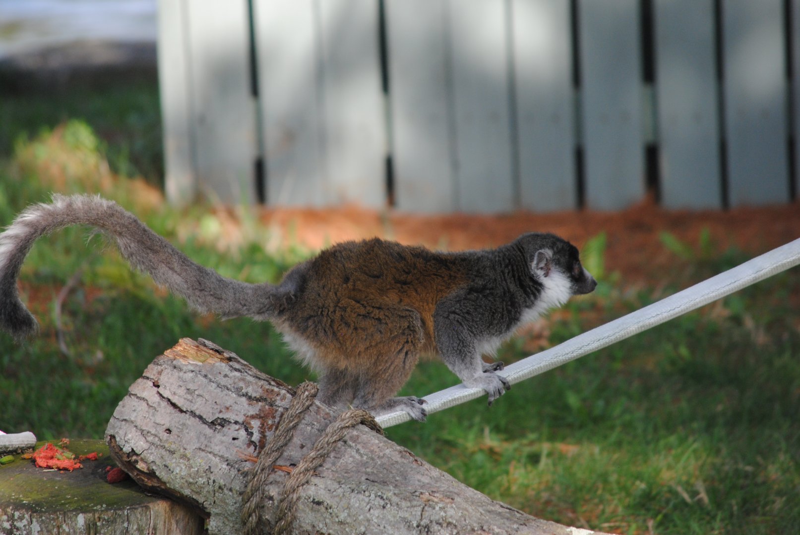 Mongoose Lemur