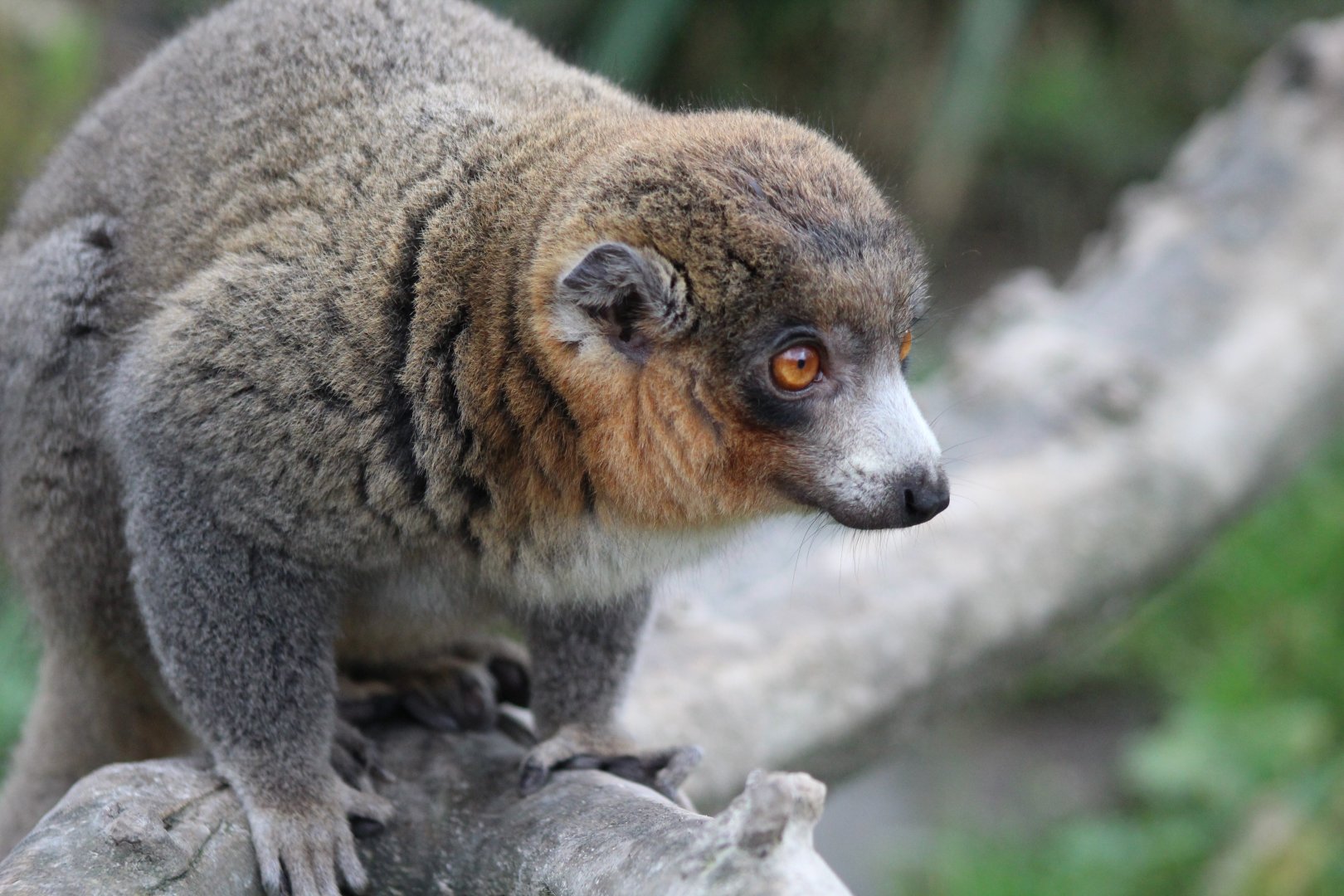 Mongoose Lemur