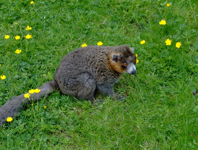 mongoose lemur