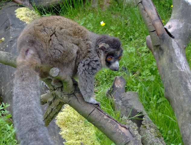 mongoose lemur