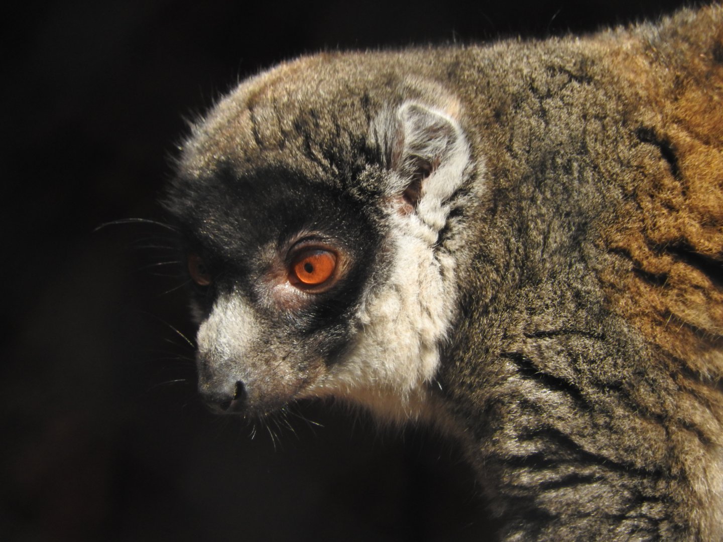 Mongoose Lemur