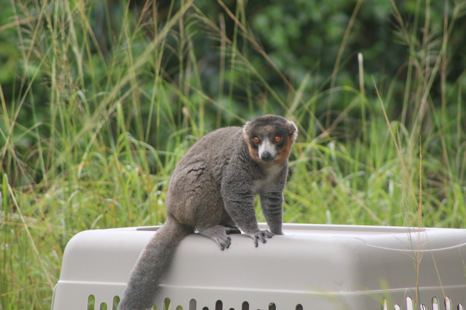 Mongoose Lemur