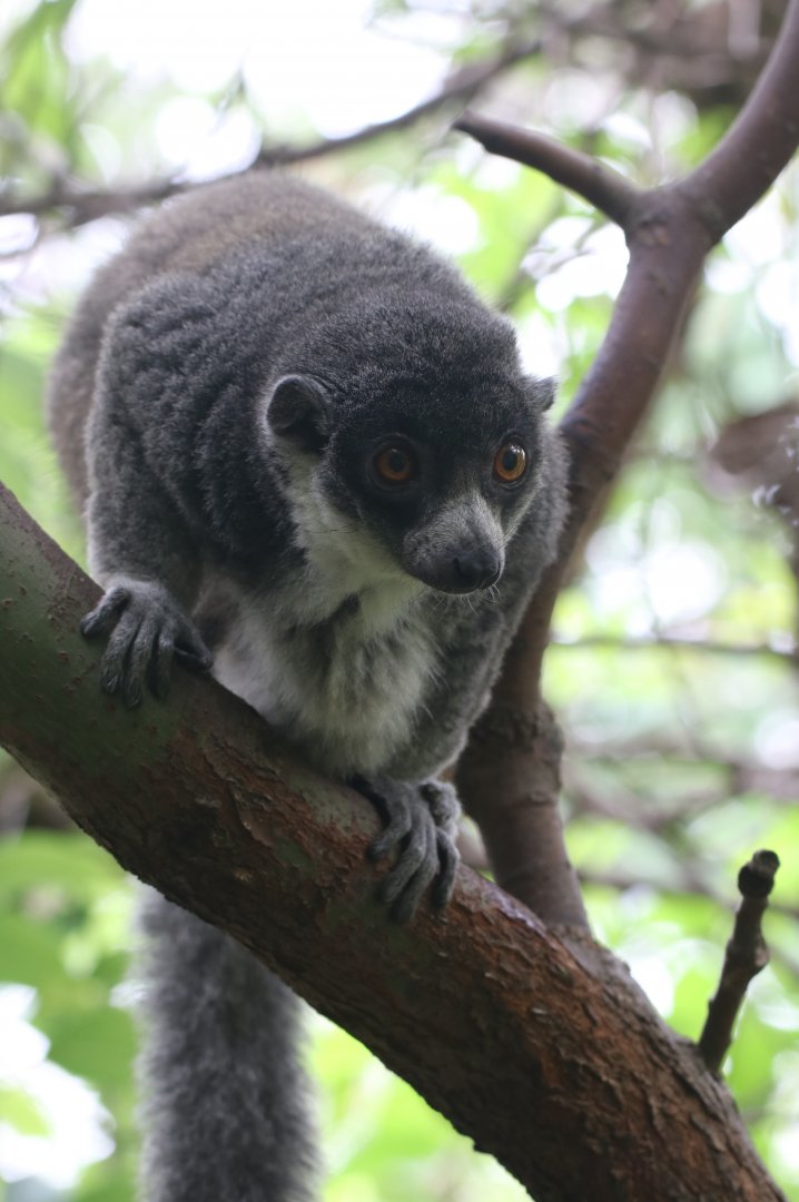 Mongoose lemur