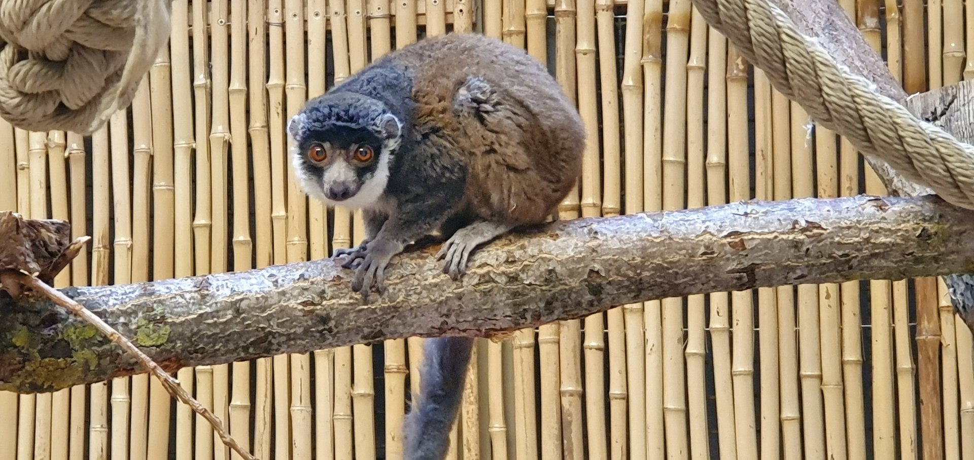 Mongoose lemur