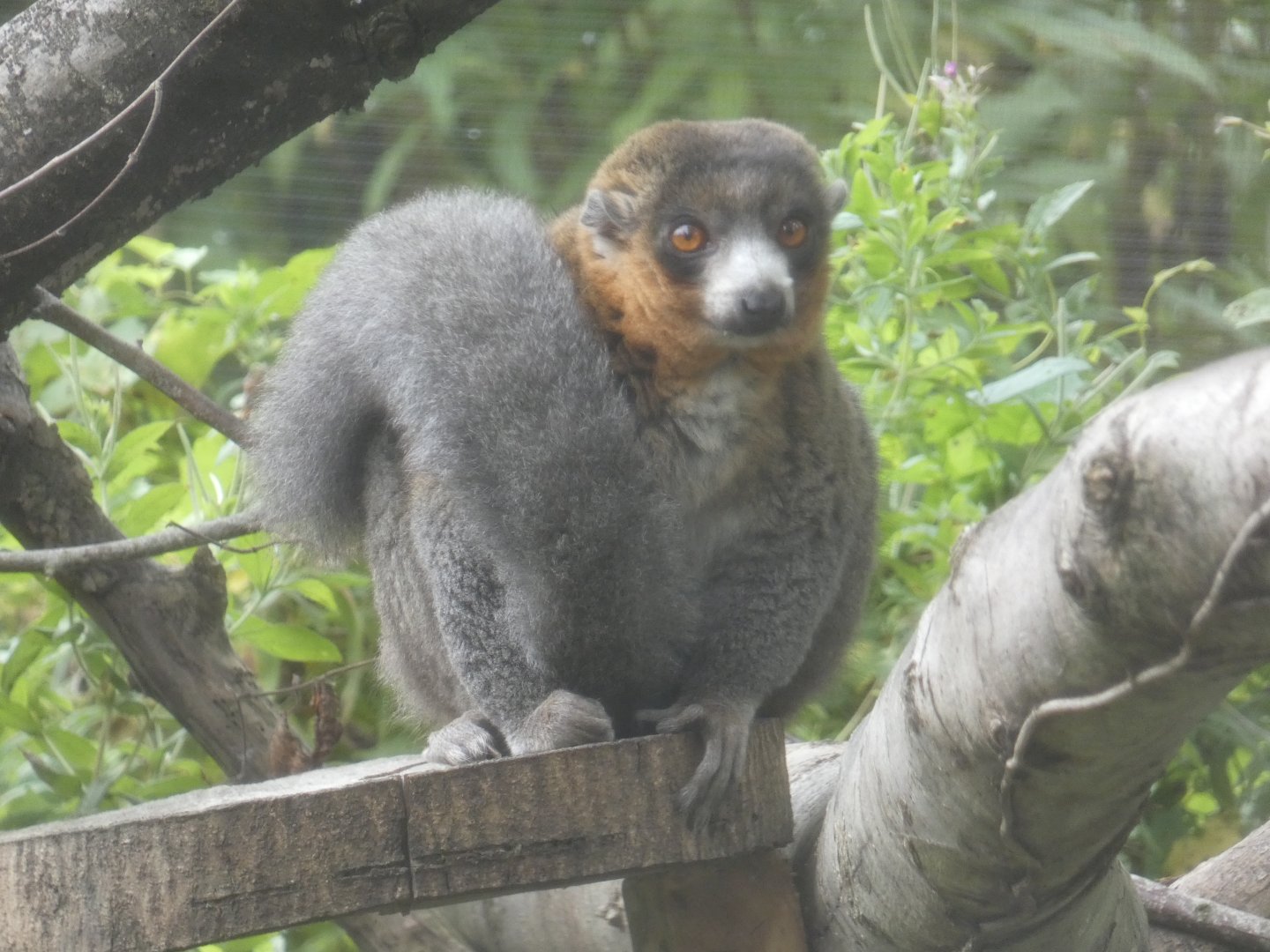 Mongoose Lemur