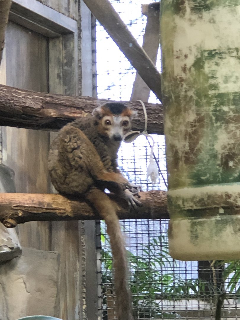 Mongoose Lemur