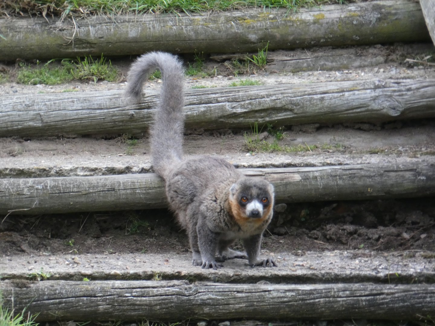 Mongoose lemur