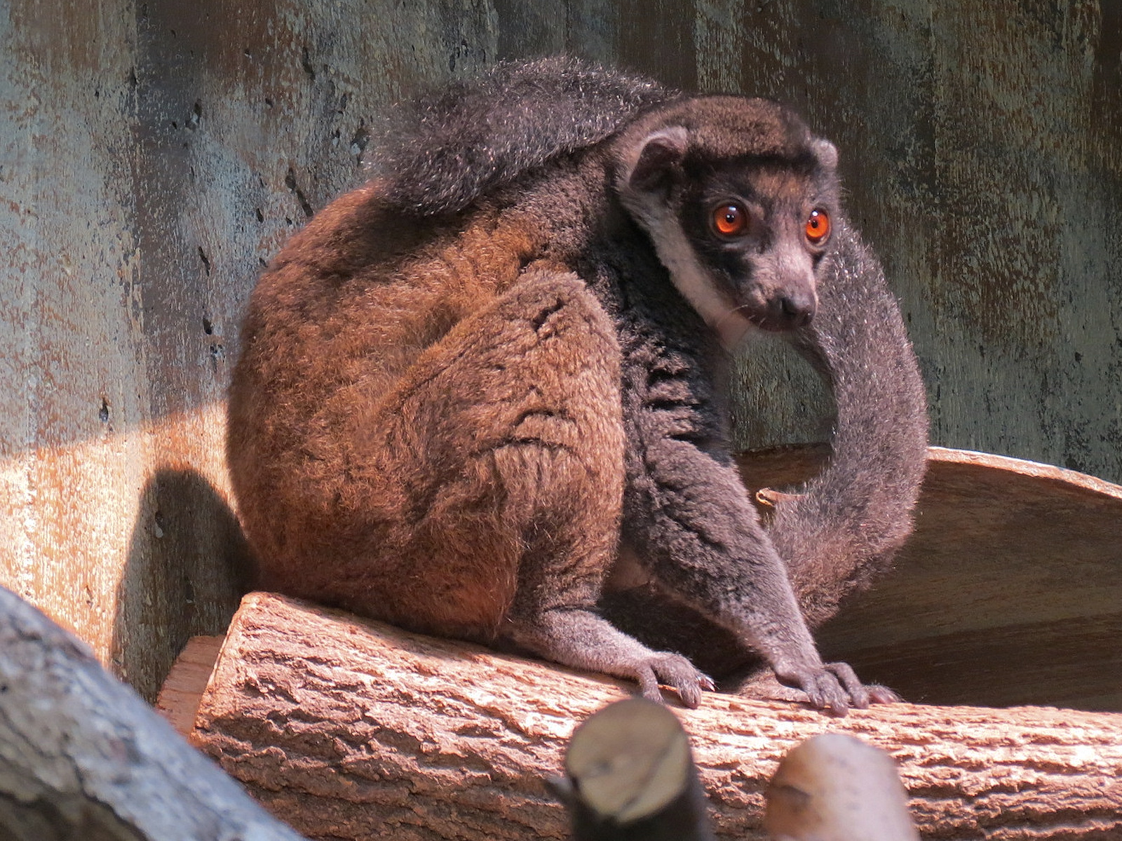 Mongoose Lemur