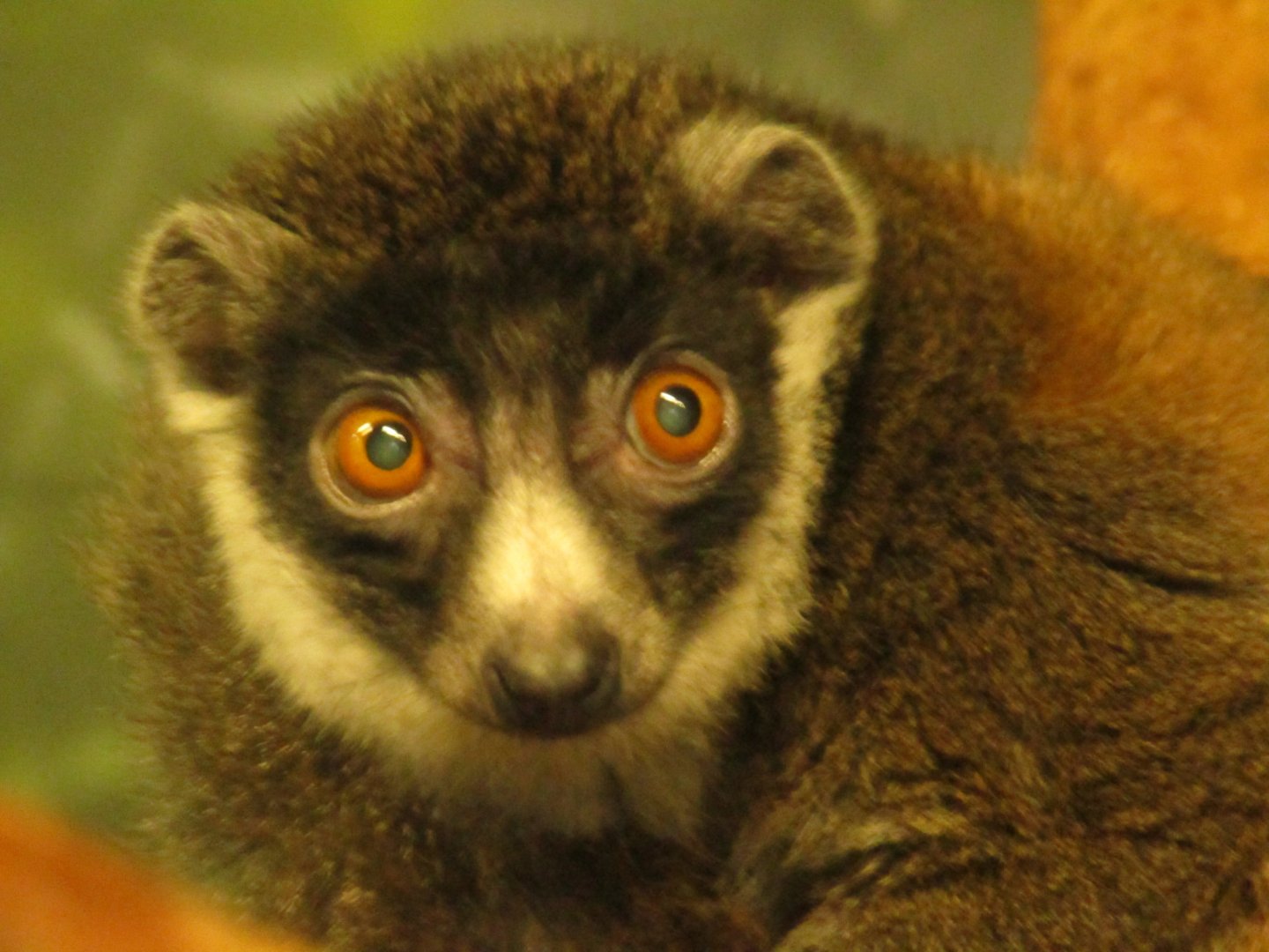 Mongoose Lemur