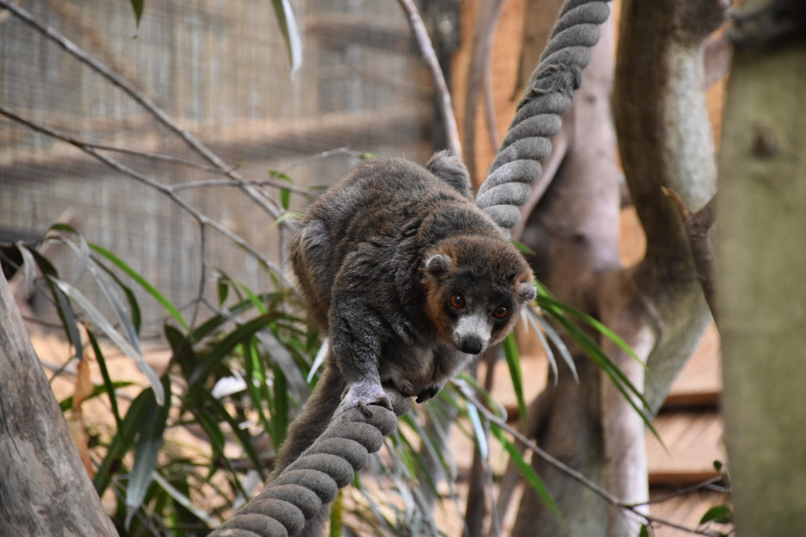 Mongoose lemur