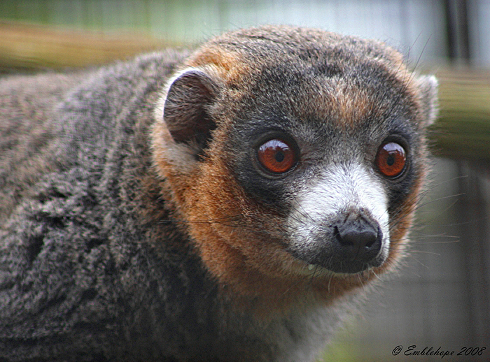Mongoose Lemur.