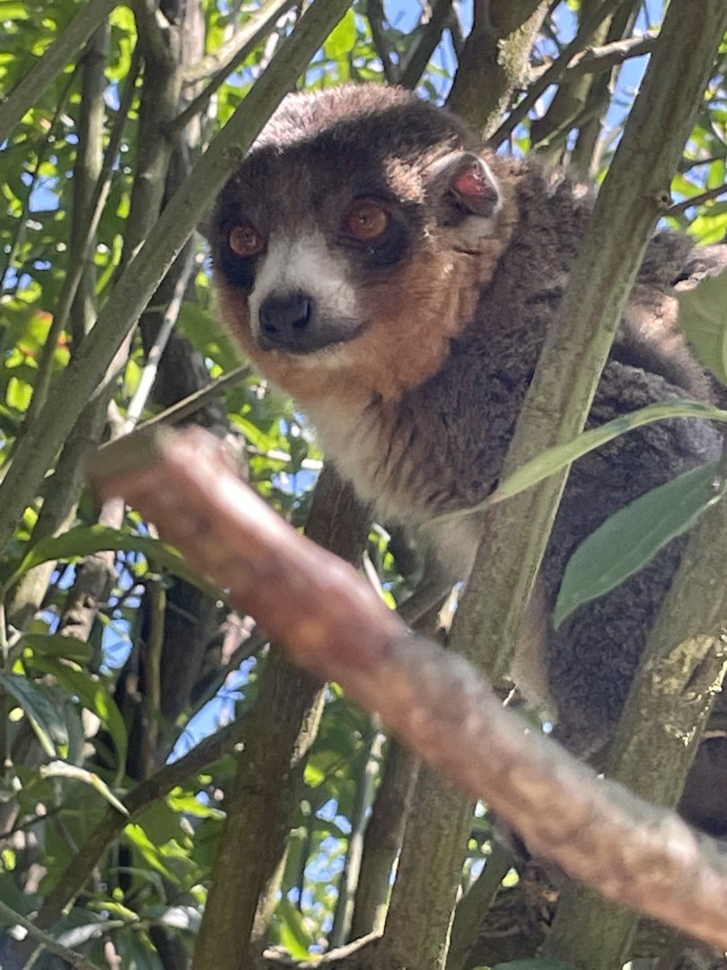Mongoose Lemur