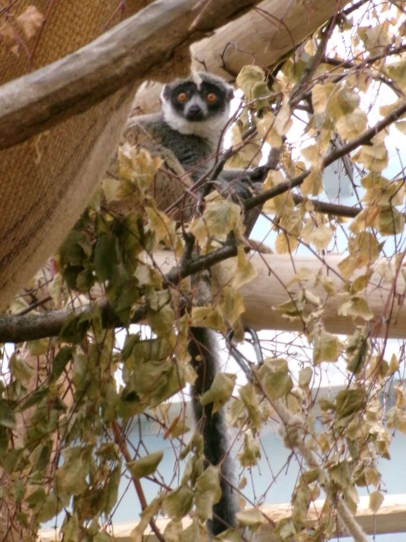 Mongoose lemur
