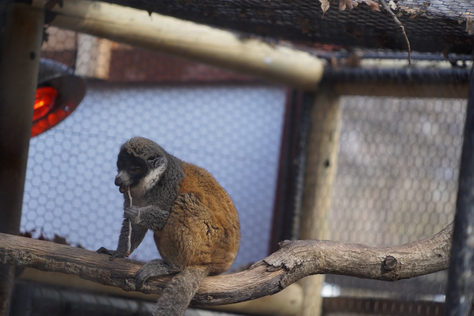 Mongoose lemur