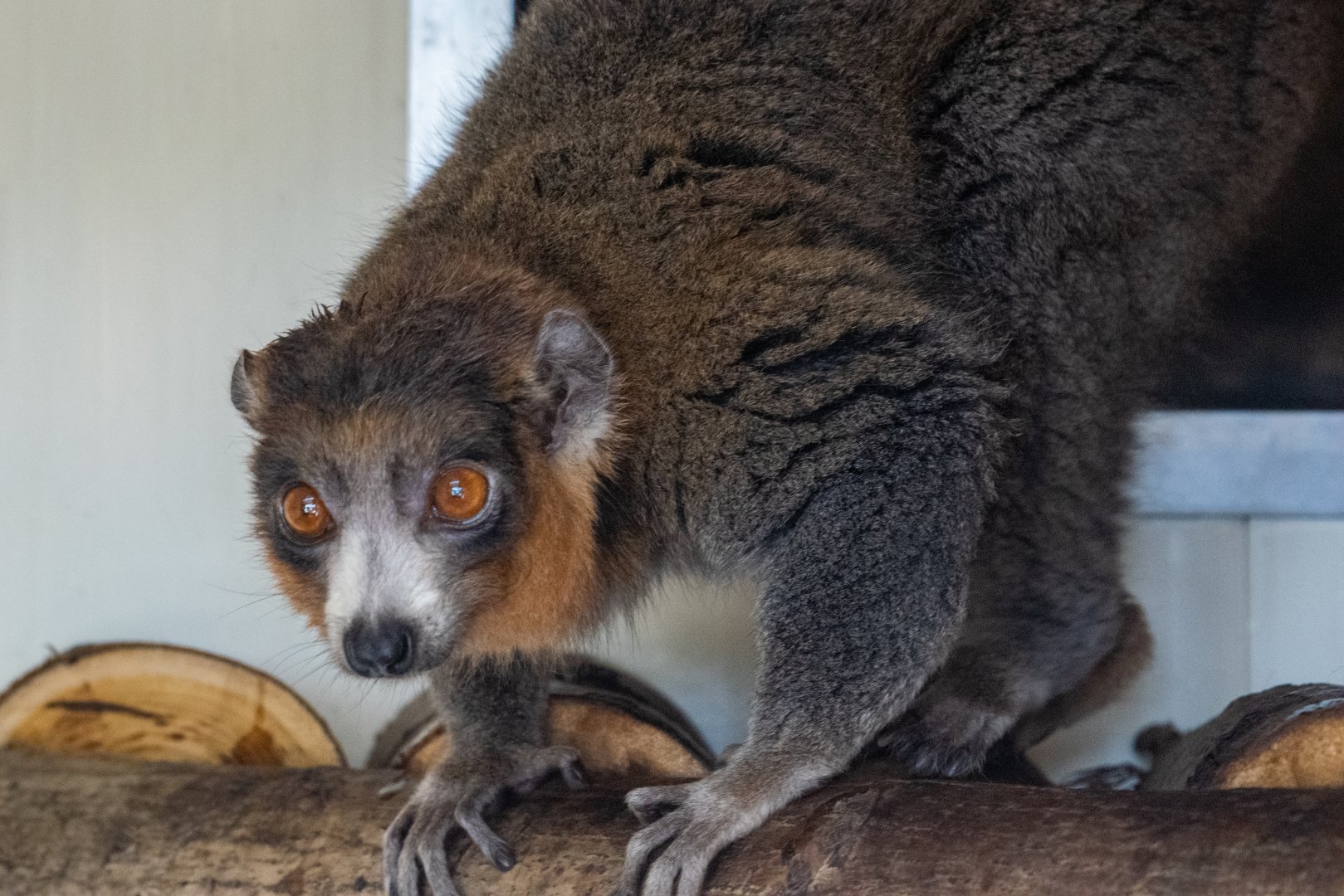 Mongoose Lemur